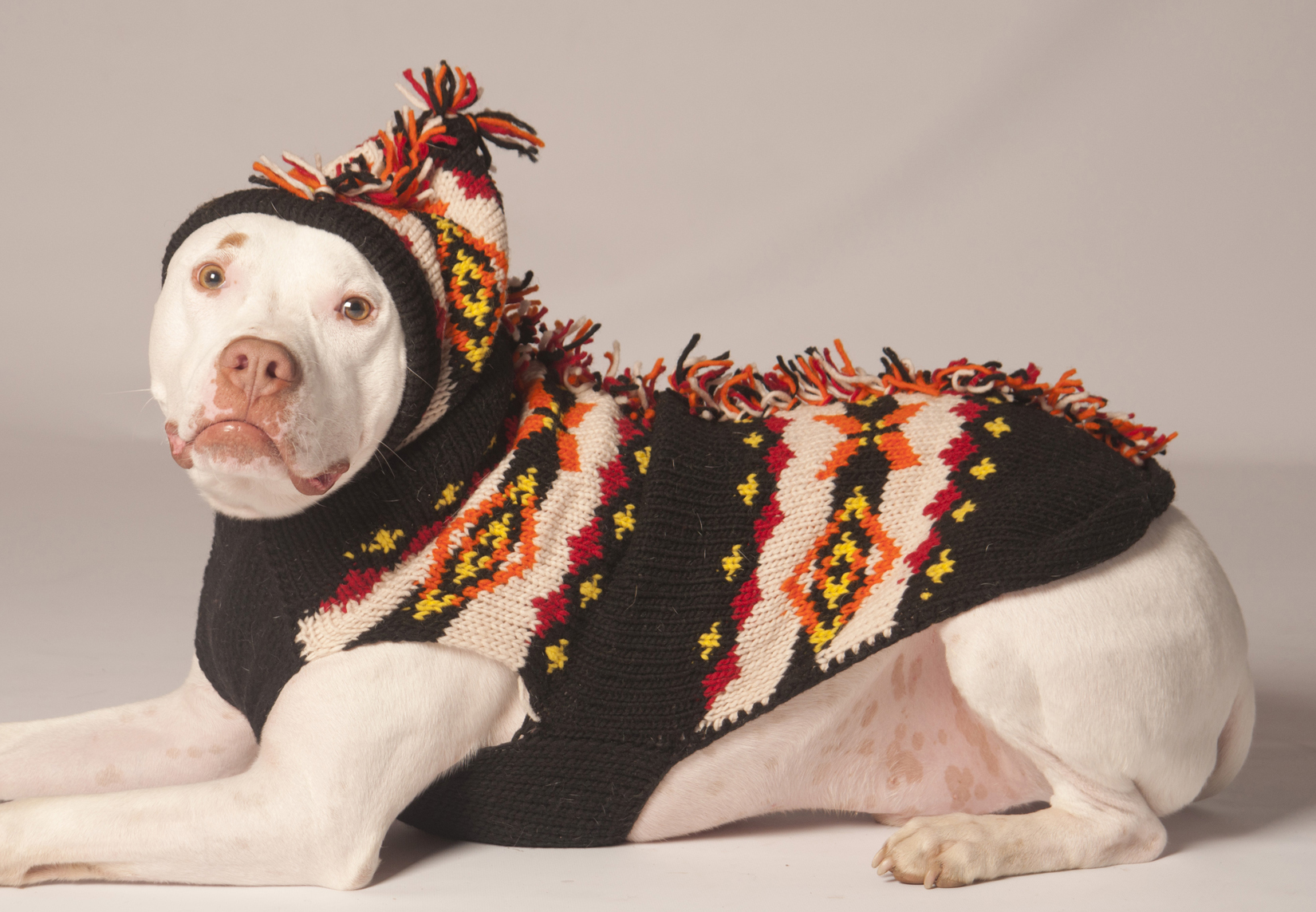 Dog Sweaters – Benefits on Why To Buy Them – 0