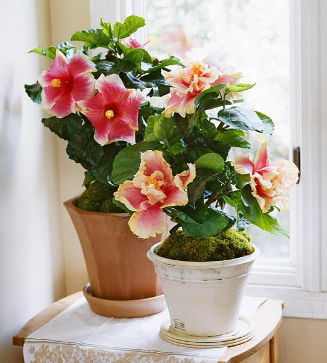 Flowering houseplants to add color and fragrance to your home - 99