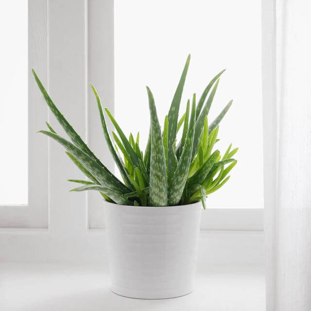 The 10 best houseplants that are good for healthy lungs