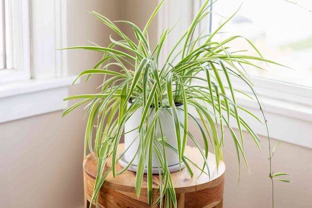 The 10 best houseplants that are good for healthy lungs
