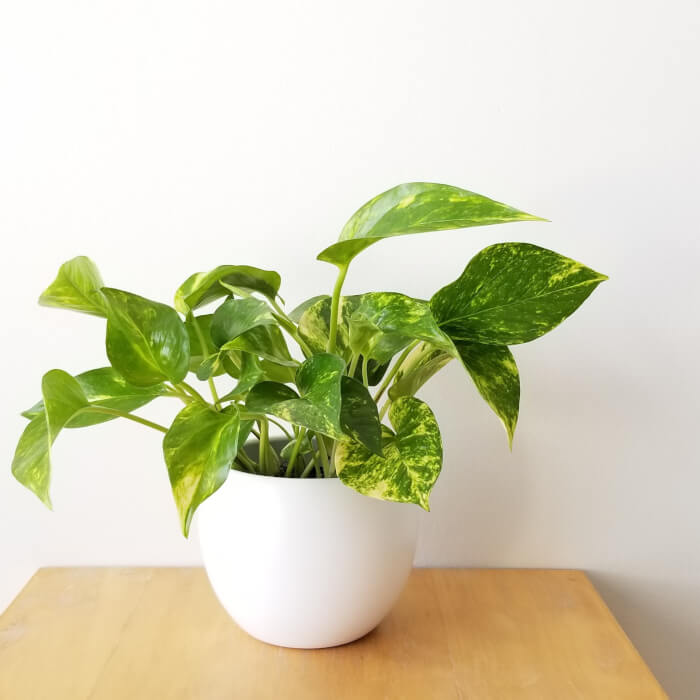 10 beautiful and small houseplants for your compact spaces - 71