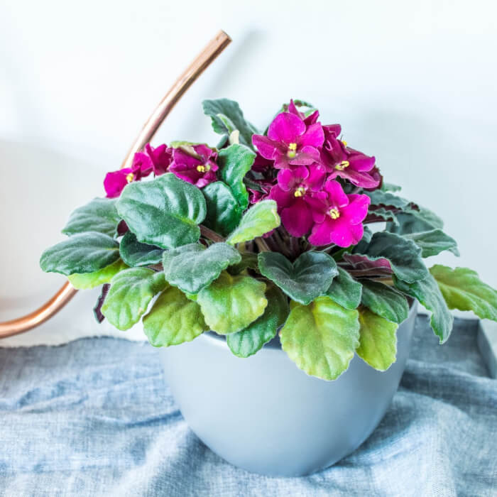 10 beautiful and small houseplants for your compact spaces - 73