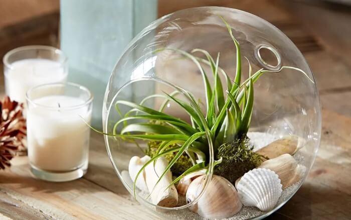 10 beautiful and small houseplants for your compact spaces - 77