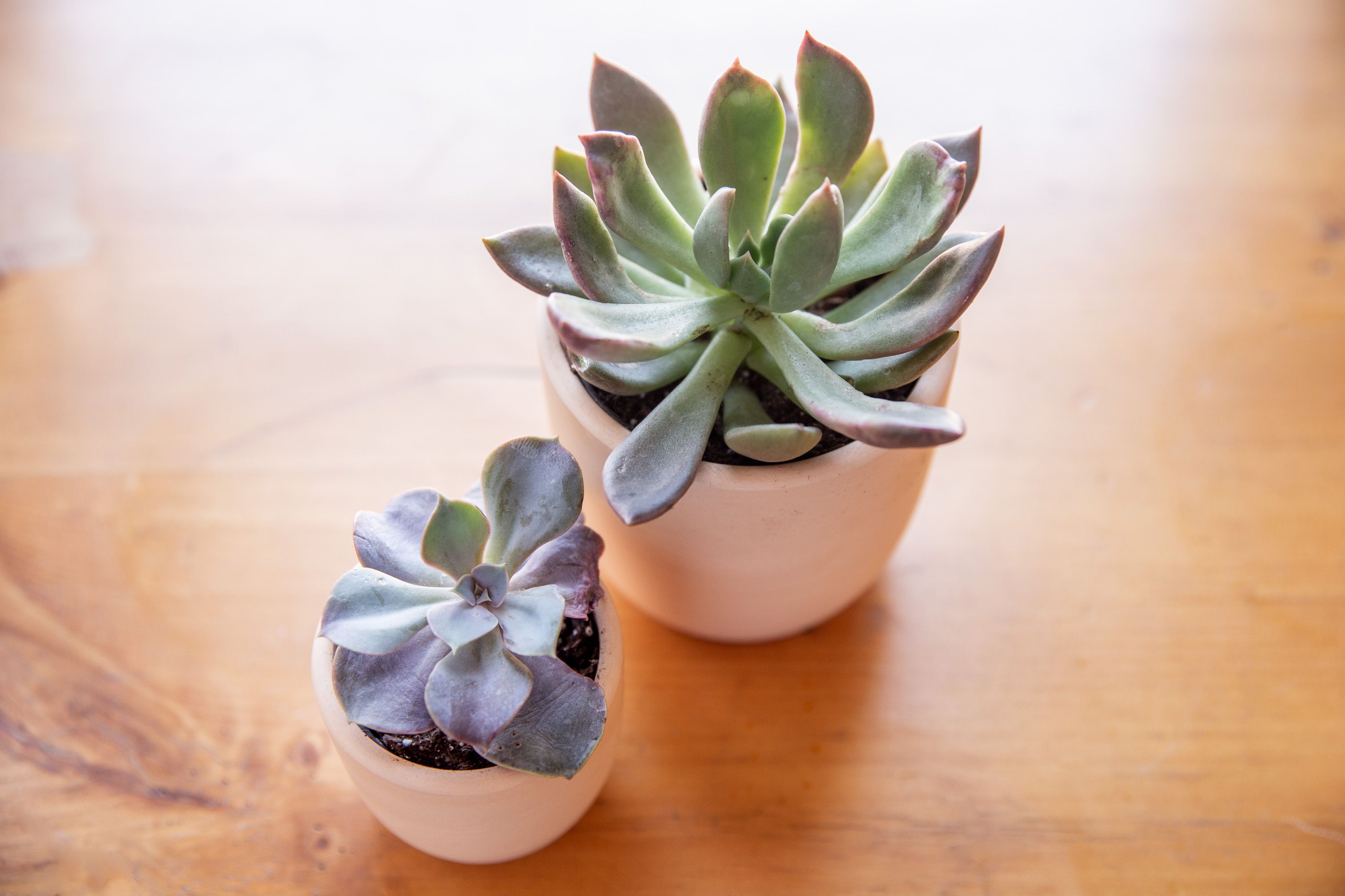 10 beautiful and small houseplants for your compact spaces - 79