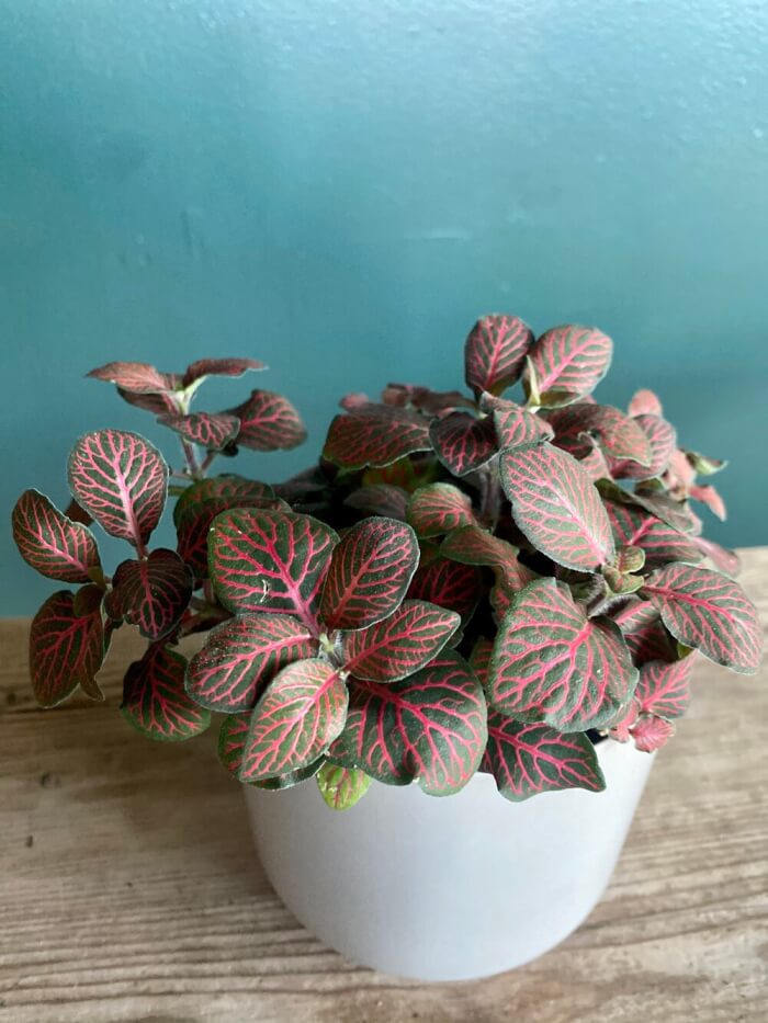 10 beautiful and small houseplants for your compact spaces - 81