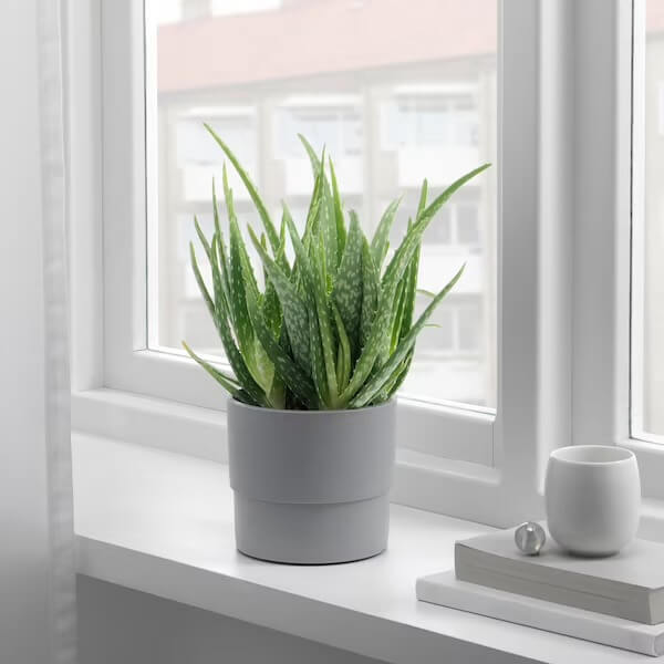 10 beautiful and small houseplants for your compact spaces - 85