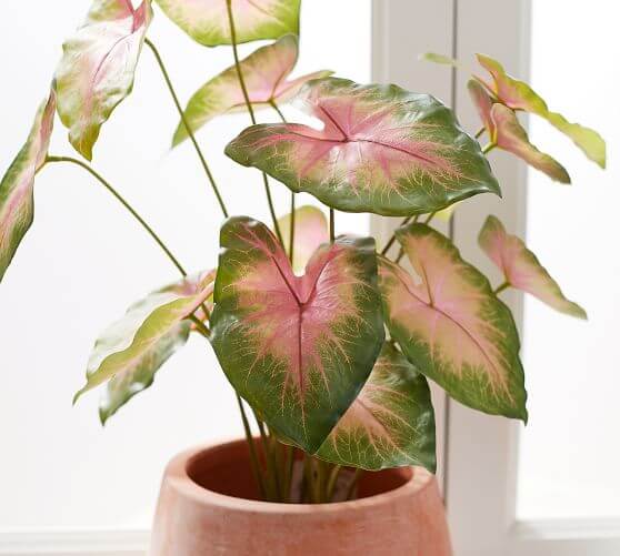 14 varieties of indoor plants that have wrong shapes - 91