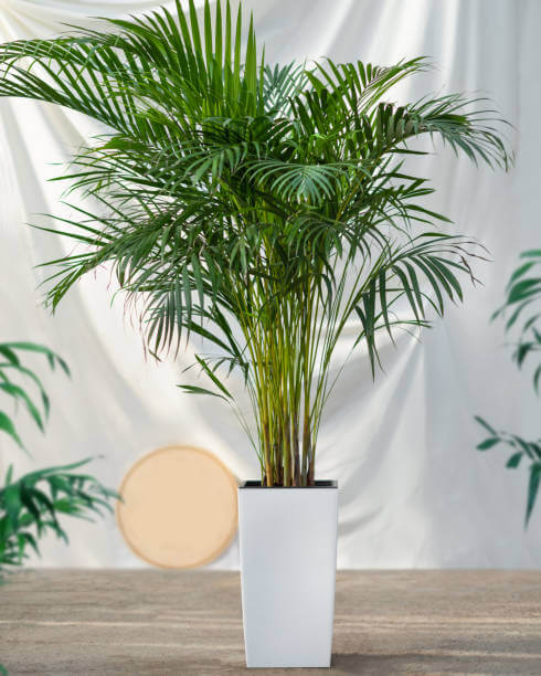 14 varieties of indoor plants that have wrong shapes - 93