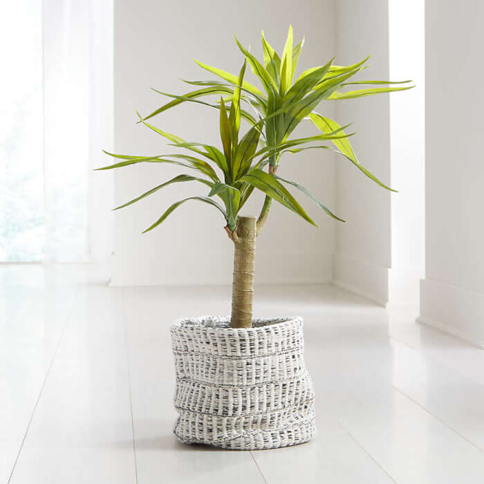 14 varieties of indoor plants that have wrong shapes - 95