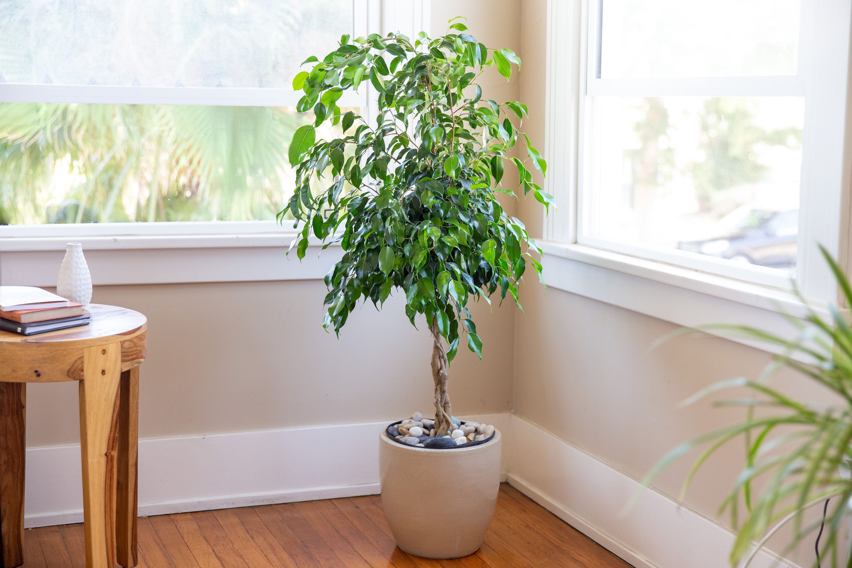 14 varieties of indoor plants that have wrong shapes - 101