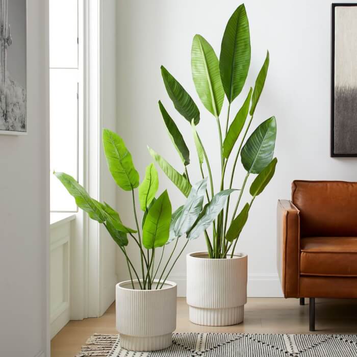 14 varieties of indoor plants that have wrong shapes - 105