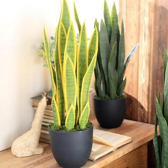 14 varieties of indoor plants that have wrong shapes - 111