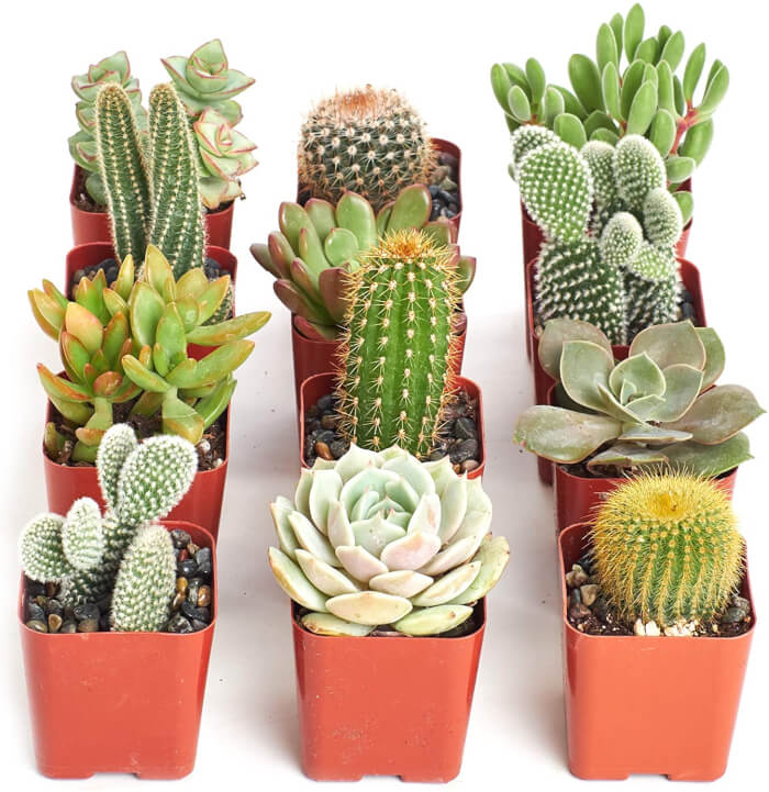 14 varieties of indoor plants that have wrong shapes - 113
