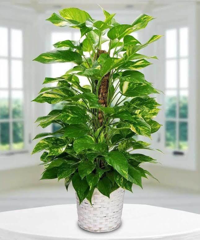 14 varieties of indoor plants that have wrong shapes - 117