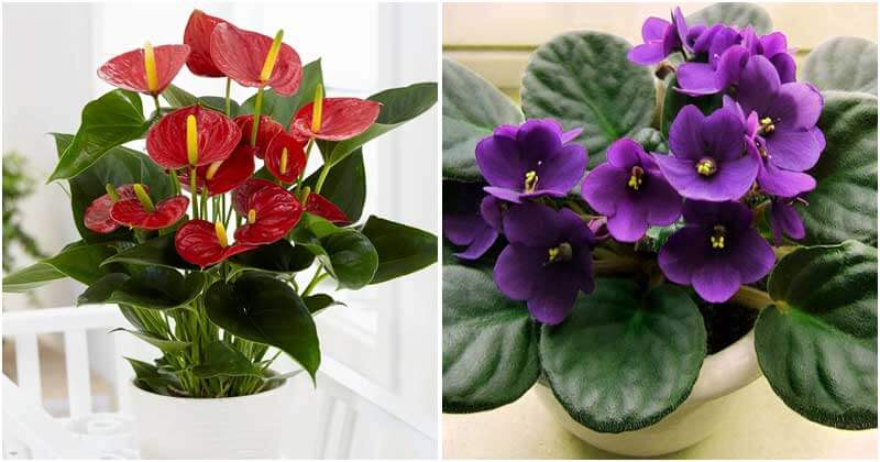 Flowering houseplants to add color and fragrance to your home