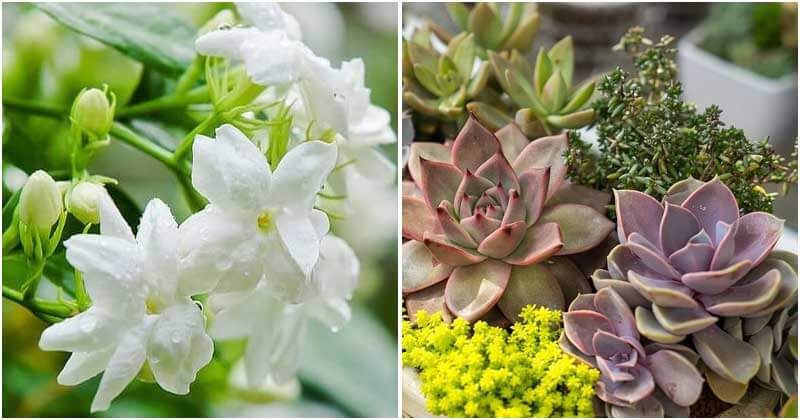 15 plants help you reduce stress, anxiety and depression