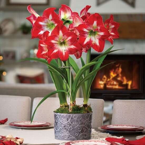 The 17 most beautiful Christmas flowers - 139