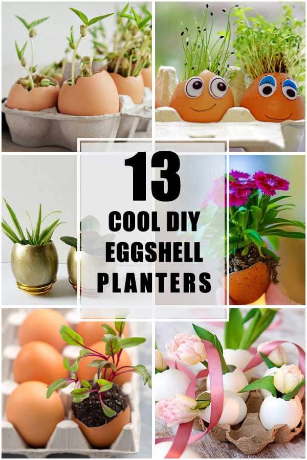13 Cool DIY Eggshell Planters