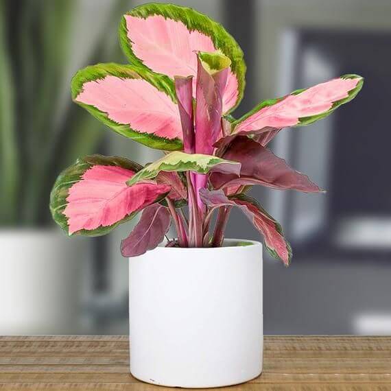 16 houseplants with attractive rainbow leaves - 103