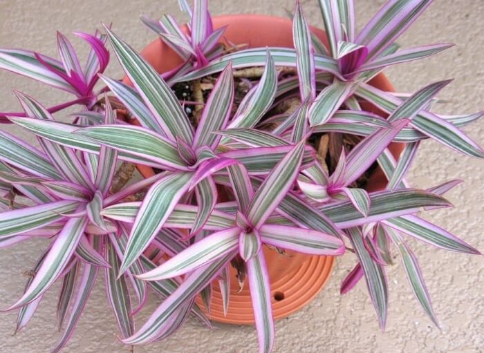 16 houseplants with attractive rainbow leaves - 105