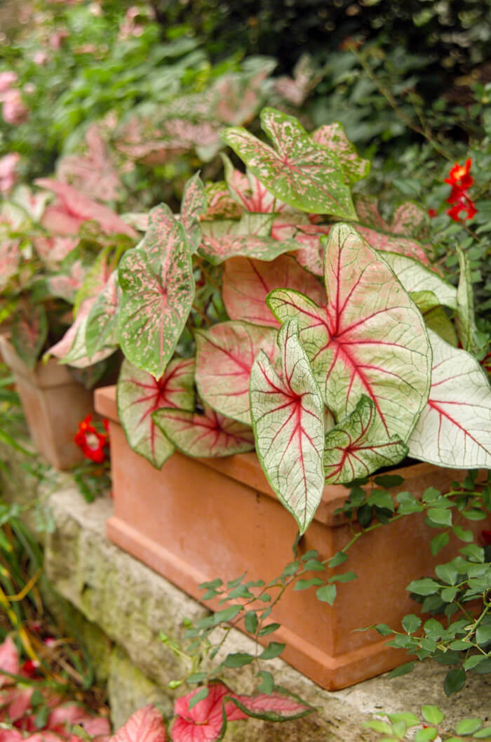 16 houseplants with attractive rainbow leaves - 107