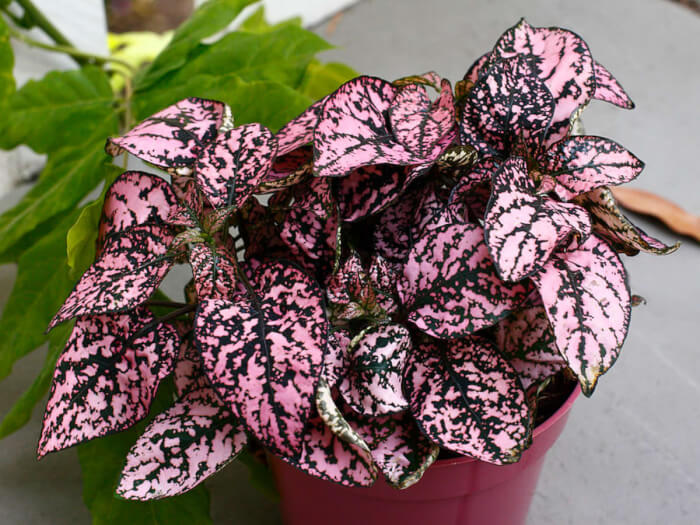 16 houseplants with attractive rainbow leaves - 109