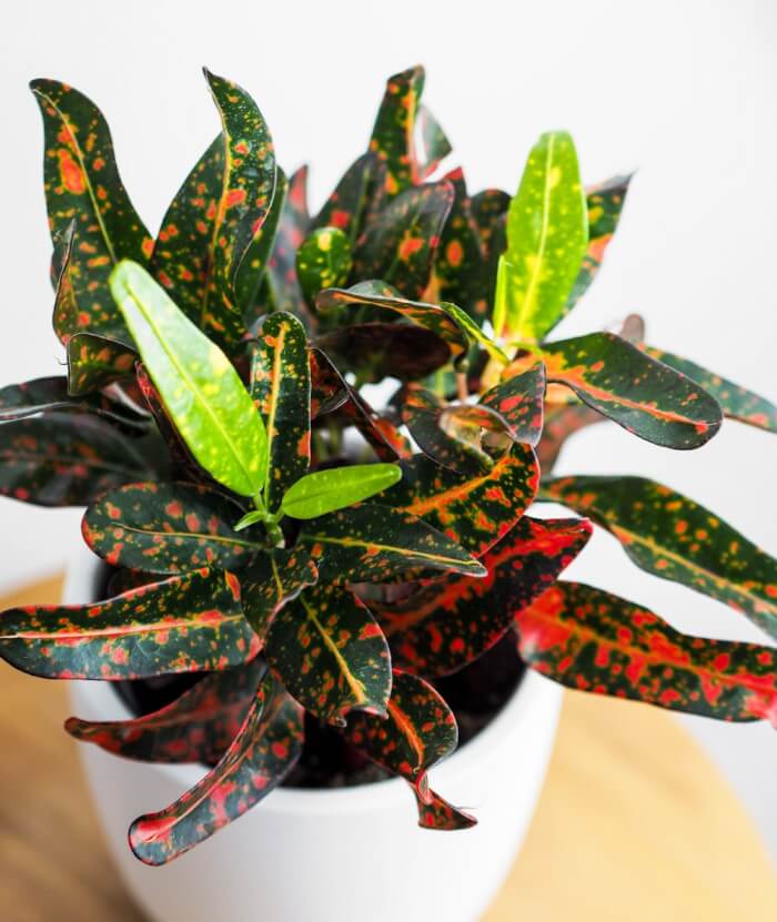 16 houseplants with attractive rainbow leaves - 127