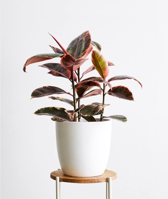 16 houseplants with attractive rainbow leaves - 129