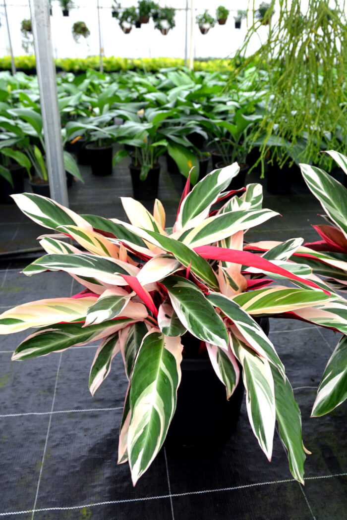 16 houseplants with attractive rainbow leaves - 131