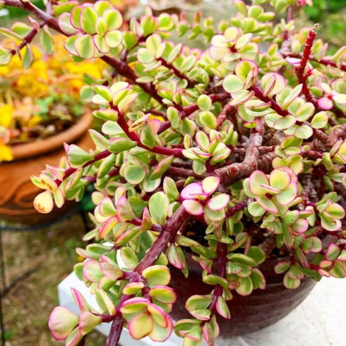 16 houseplants with attractive rainbow leaves - 133