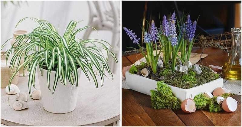 19 Indoor Plants That Are Great To Place On Coffee Table