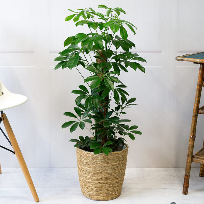 The 26 most beautiful trees to grow as houseplants in your living space - 163