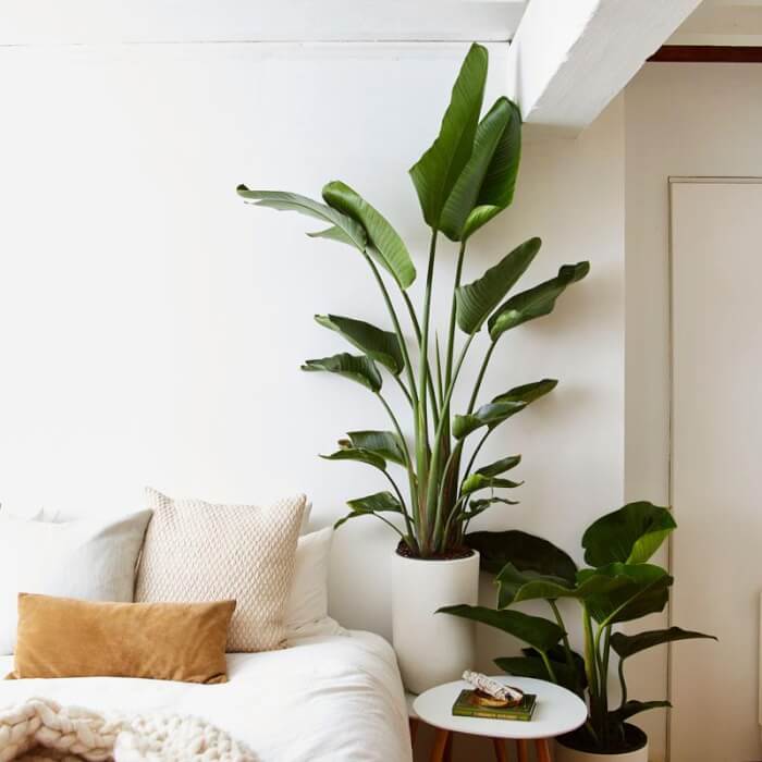The 26 most beautiful trees to grow as houseplants in your living space - 169