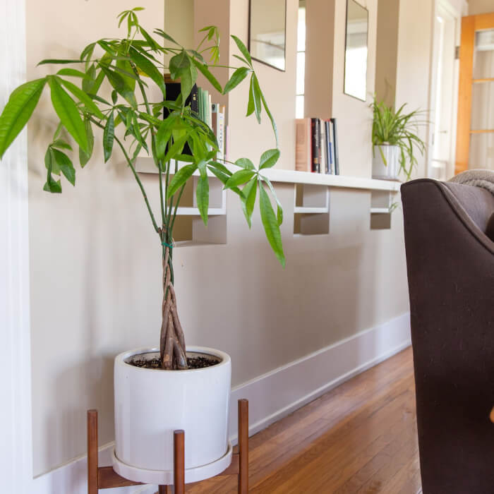 The 26 most beautiful trees to grow as houseplants in your living space - 171