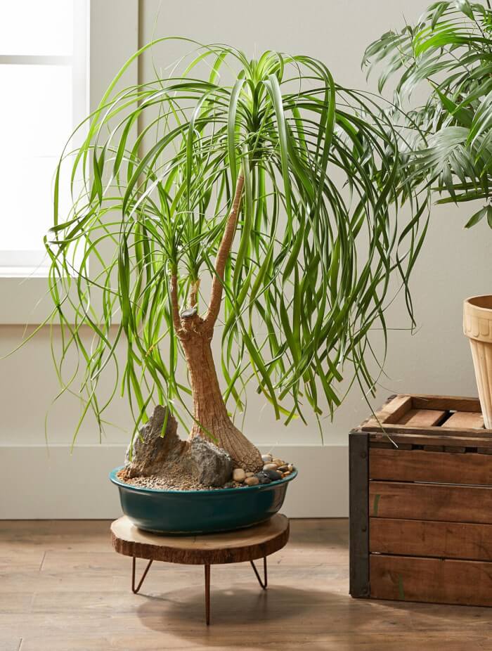 The 26 most beautiful trees to grow as houseplants in your living space - 173