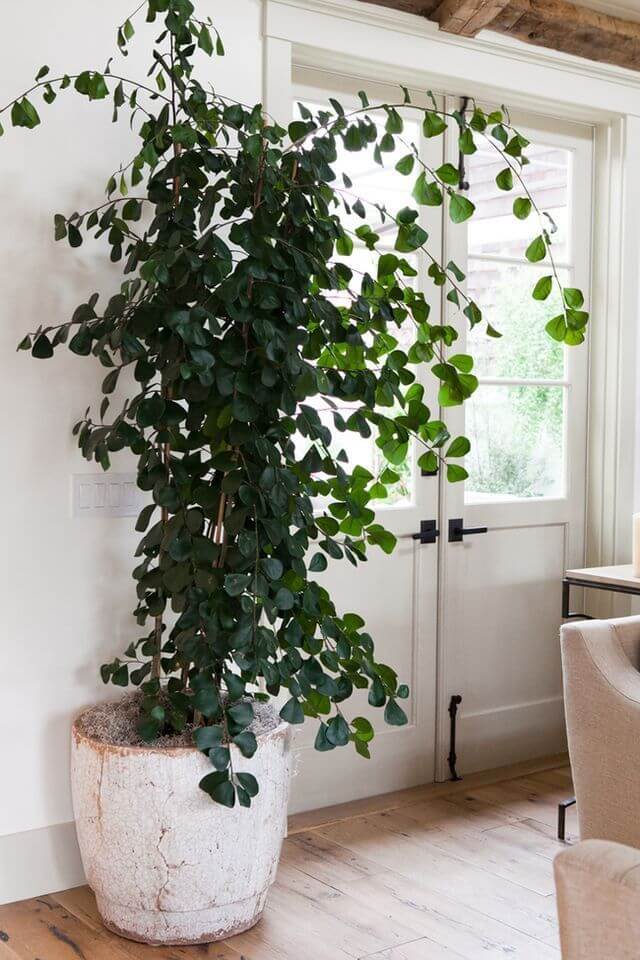 The 26 most beautiful trees to grow as houseplants in your living space - 175