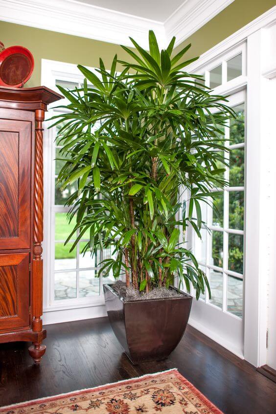The 26 most beautiful trees to grow as houseplants in your living space - 177