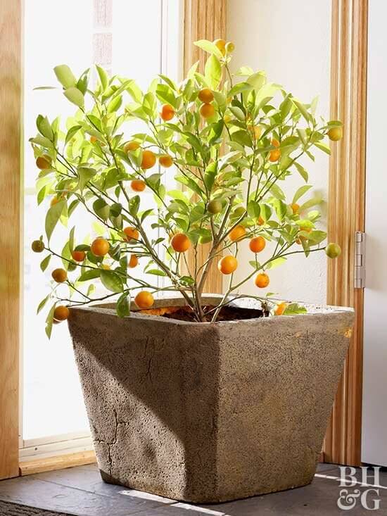 The 26 most beautiful trees to grow as houseplants in your living space - 179