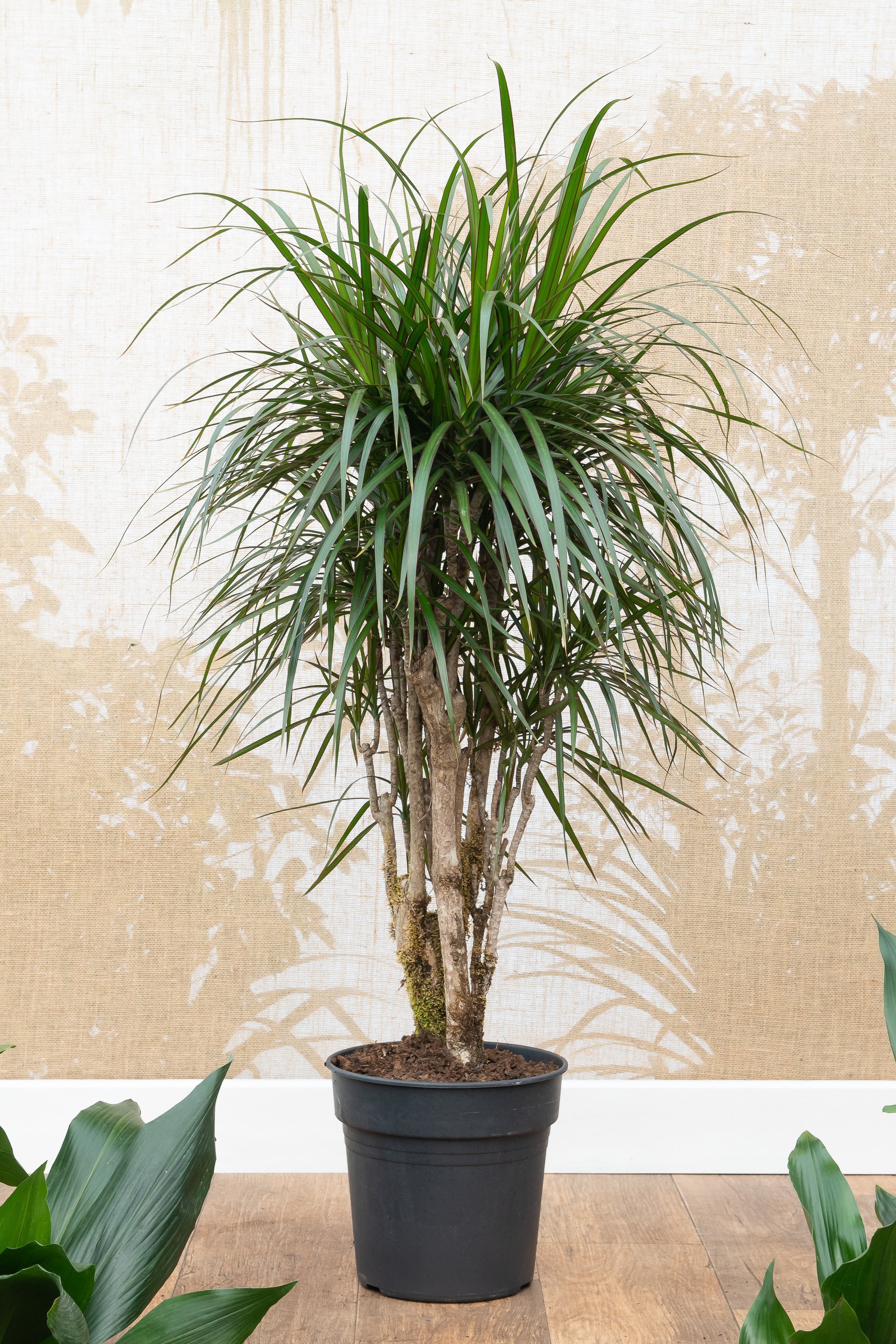 The 26 most beautiful trees to grow as houseplants in your living space - 183
