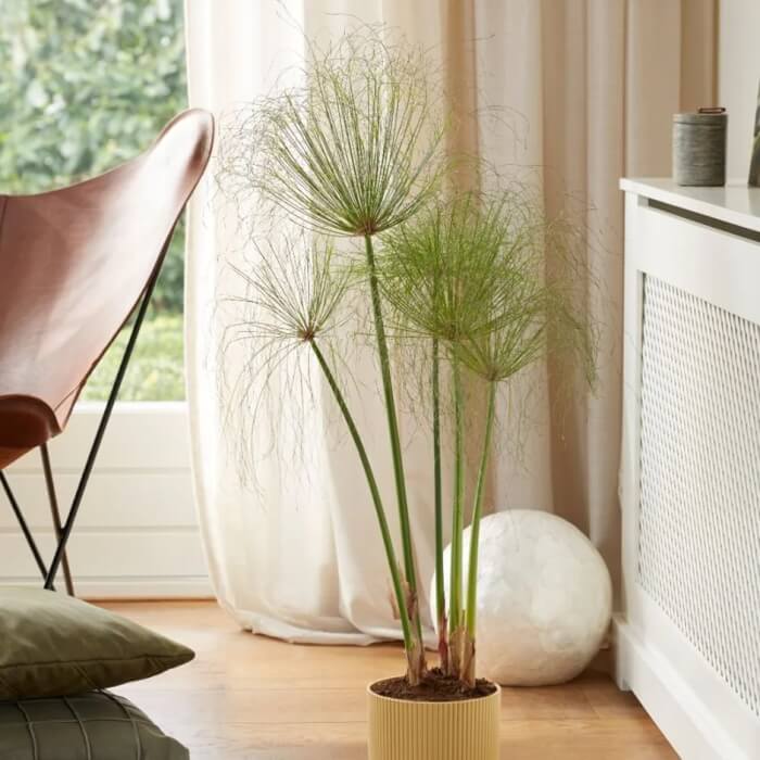 The 26 most beautiful trees to grow as houseplants in your living space - 185