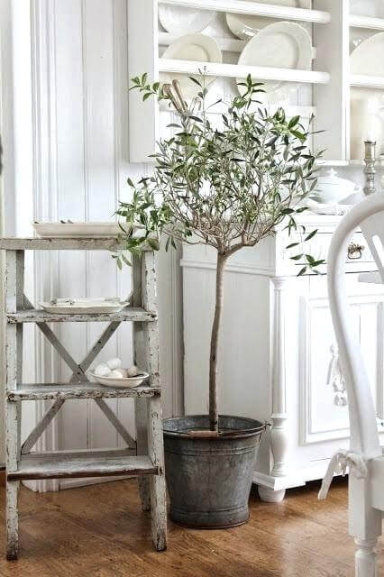The 26 most beautiful trees to grow as houseplants in your living space - 187
