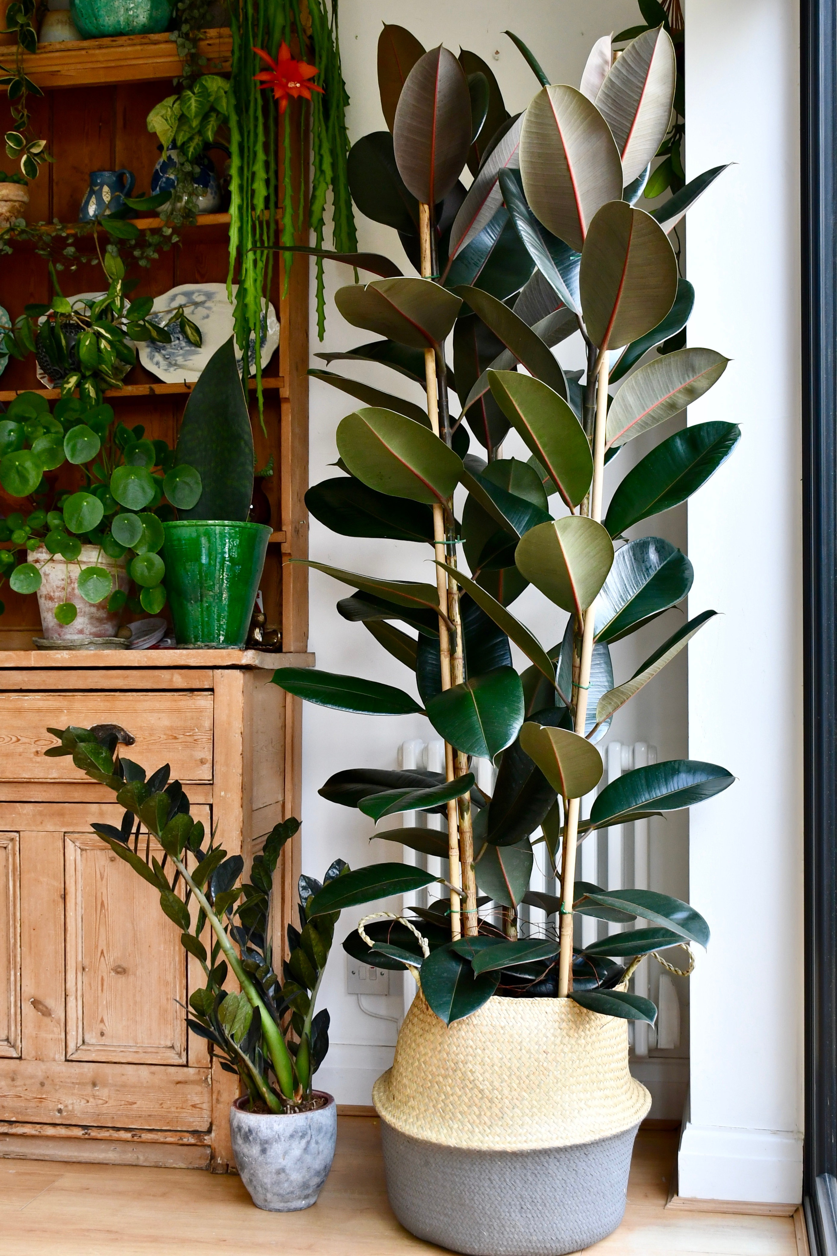 The 26 most beautiful trees that you can grow as houseplants in your living space - 191