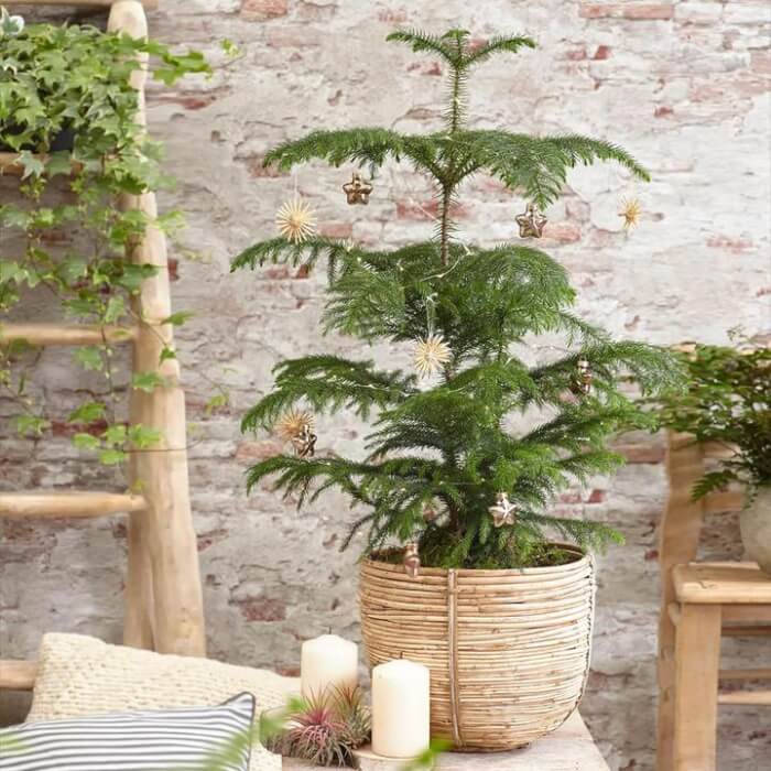 The 26 most beautiful trees that you can grow as houseplants in your living space - 193