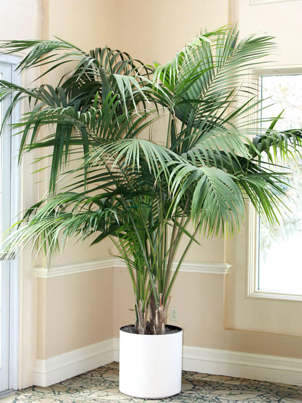 The 26 most beautiful trees to grow as houseplants in your living space - 197