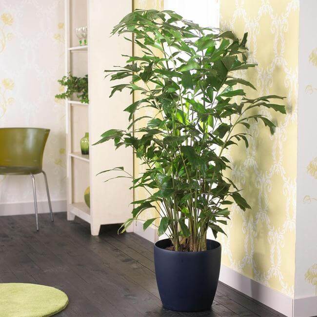 The 26 most beautiful trees that you can grow as houseplants in your living space - 201