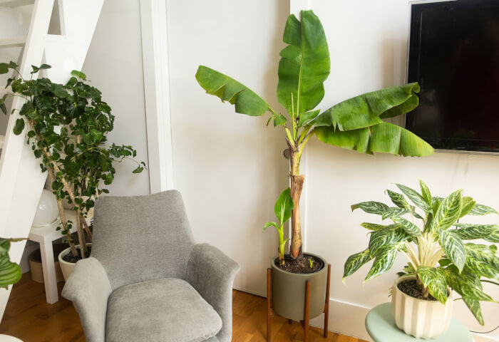 The 26 most beautiful trees to grow as houseplants in your living space - 205