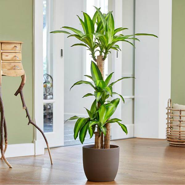 The 26 most beautiful trees that you can grow as houseplants in your living space - 209