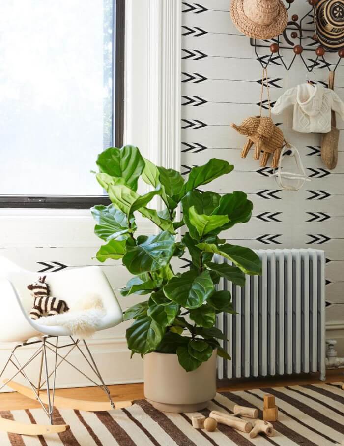The 26 most beautiful trees to grow as houseplants in your living space - 211