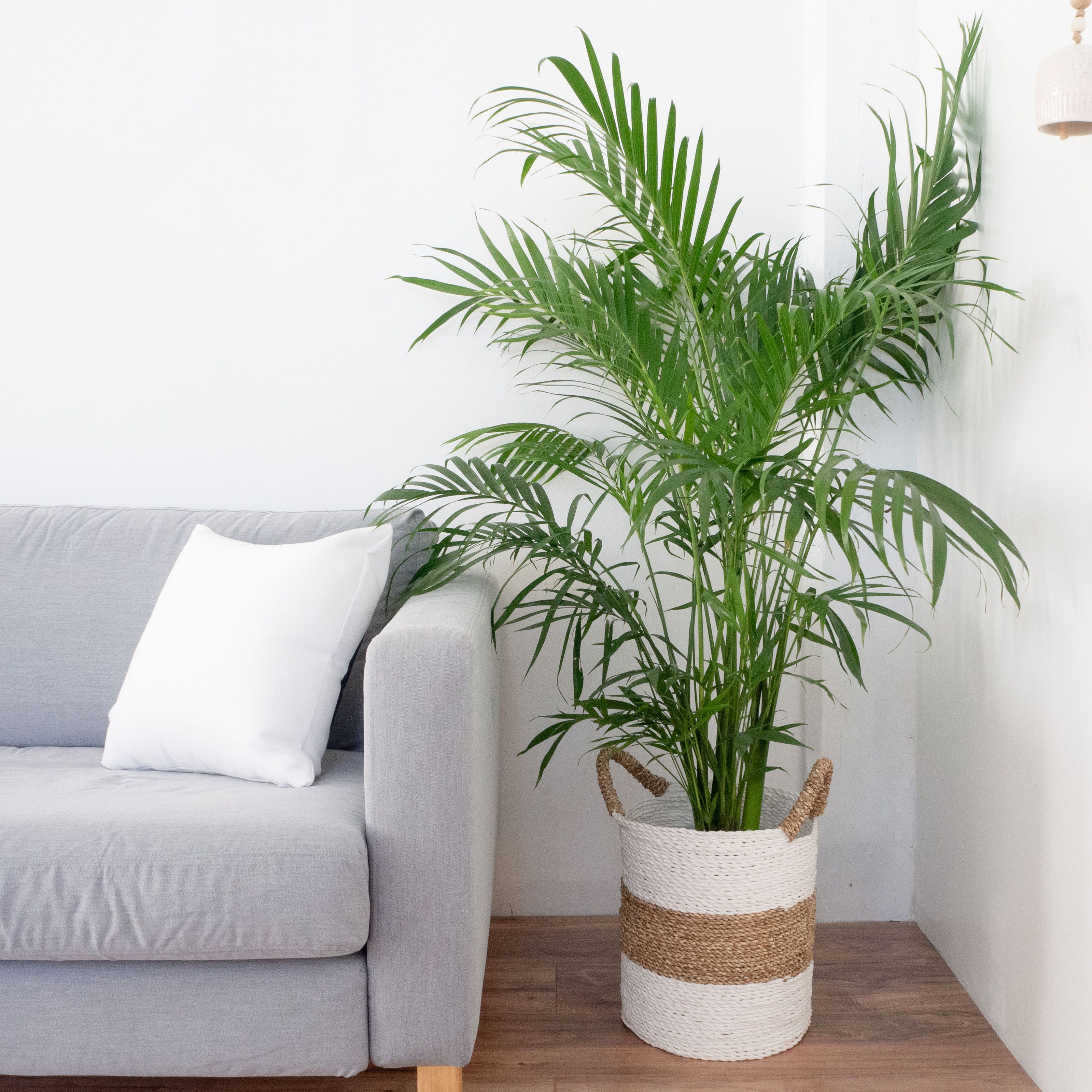 The 26 most beautiful trees to grow as houseplants in your living space - 213