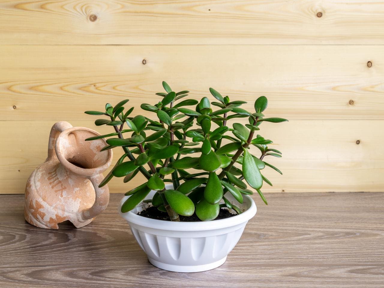 15 Plants Help You Reduce Stress, Anxiety, and Depression